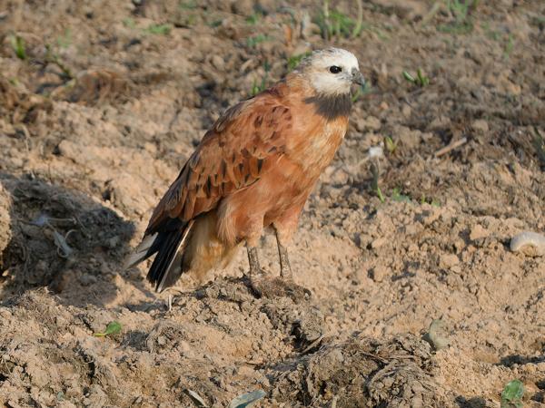 Moerasbuizerd (Busarellus nigricollis)